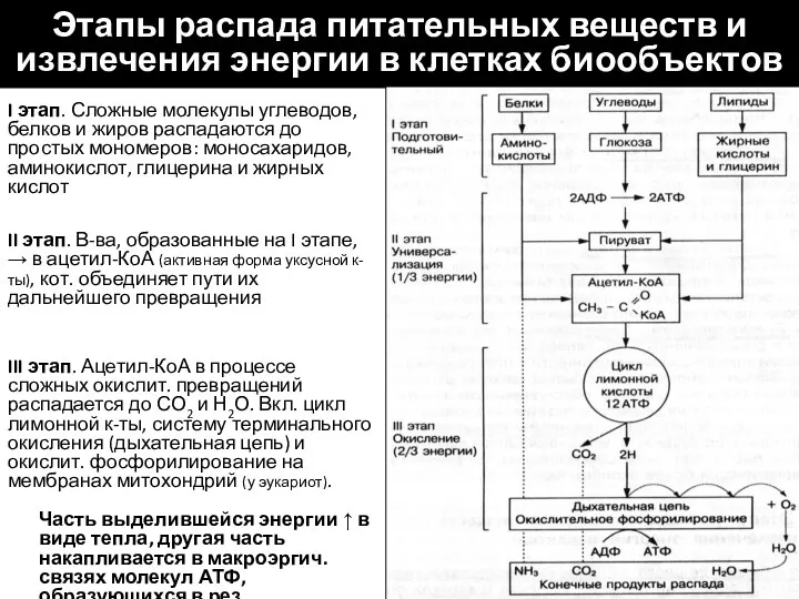 Этапы распада питательных веществ и извлечения энергии в клетках биообъектов