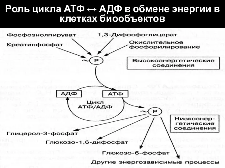 Роль цикла АТФ ↔ АДФ в обмене энергии в клетках биообъектов