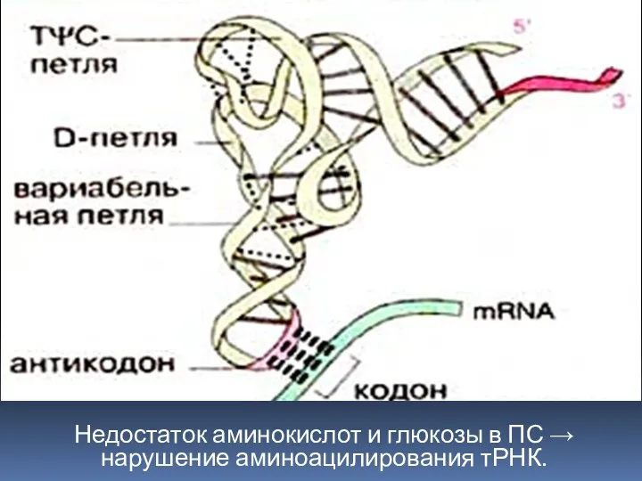 Недостаток аминокислот и глюкозы в ПС → нарушение аминоацилирования тРНК.