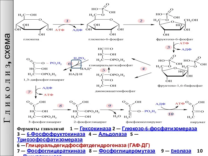 Ферменты гликолиза: 1 — Гексокиназа 2 — Глюкозо-6-фосфатизомераза 3 — 6-Фосфофруктокиназа 4 —