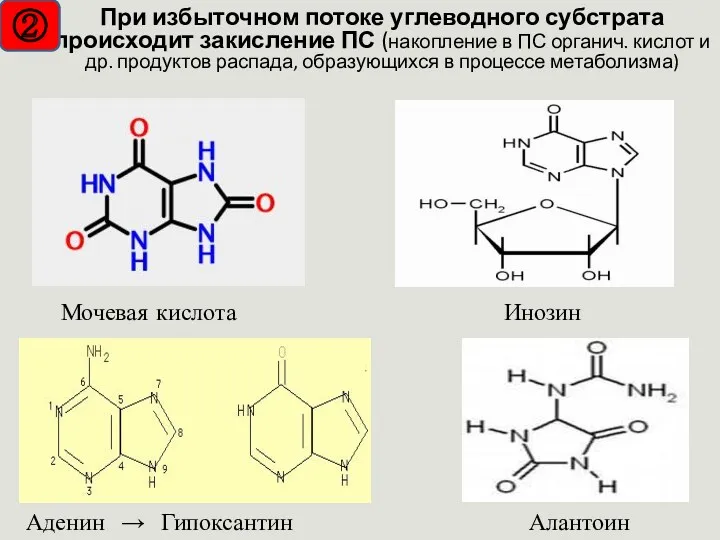 Мочевая кислота Инозин Алантоин Аденин → Гипоксантин При избыточном потоке