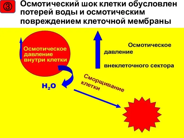 ③ Осмотический шок клетки обусловлен потерей воды и осмотическим повреждением клеточной мембраны