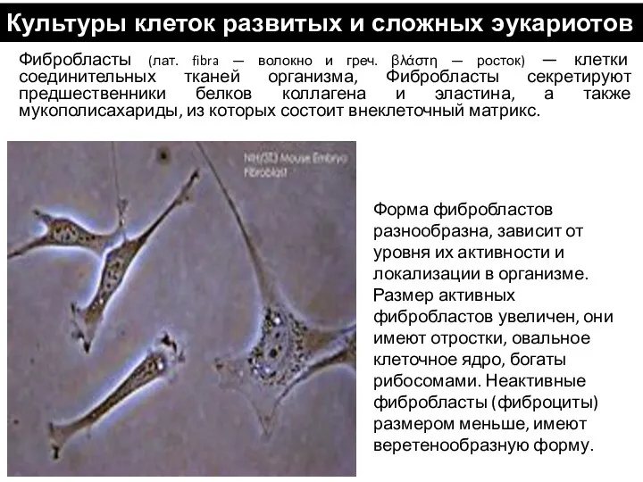 Форма фибробластов разнообразна, зависит от уровня их активности и локализации в организме. Размер