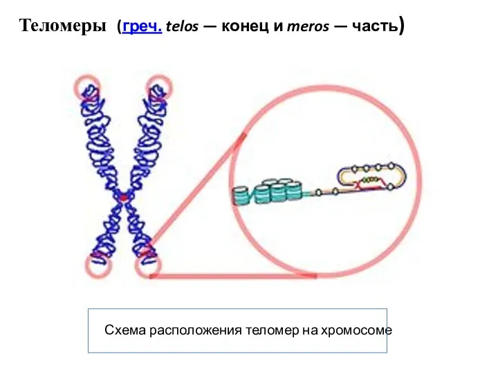 Схема расположения теломер на хромосоме Теломеры (греч. telos — конец и meros — часть)