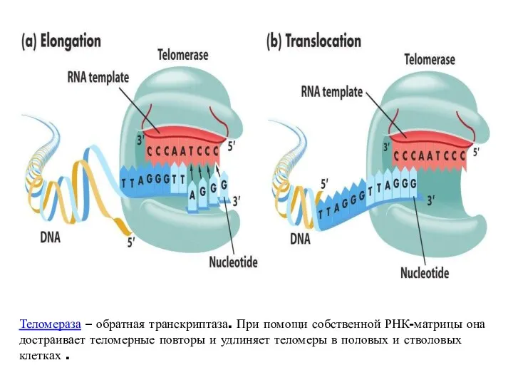 Теломераза – обратная транскриптаза. При помощи собственной РНК-матрицы она достраивает