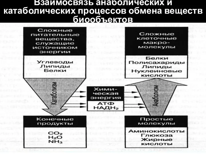 Взаимосвязь анаболических и катаболических процессов обмена веществ биообъектов