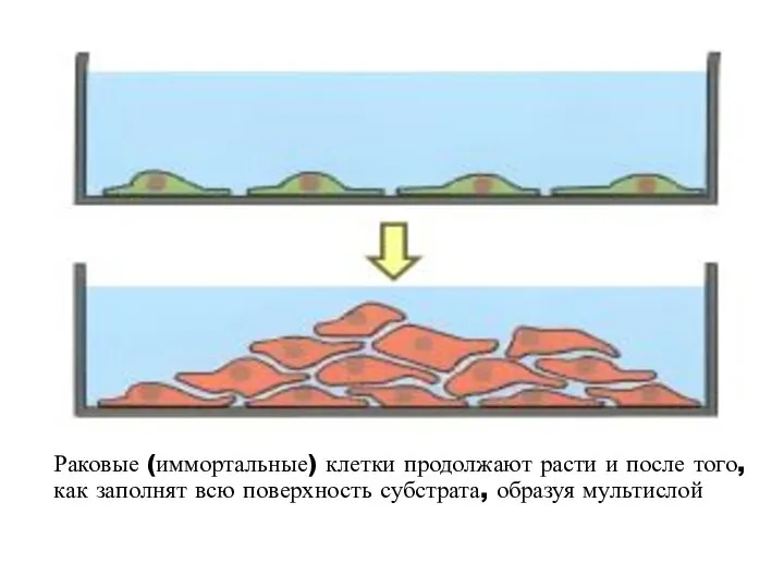 Раковые (иммортальные) клетки продолжают расти и после того, как заполнят всю поверхность субстрата, образуя мультислой