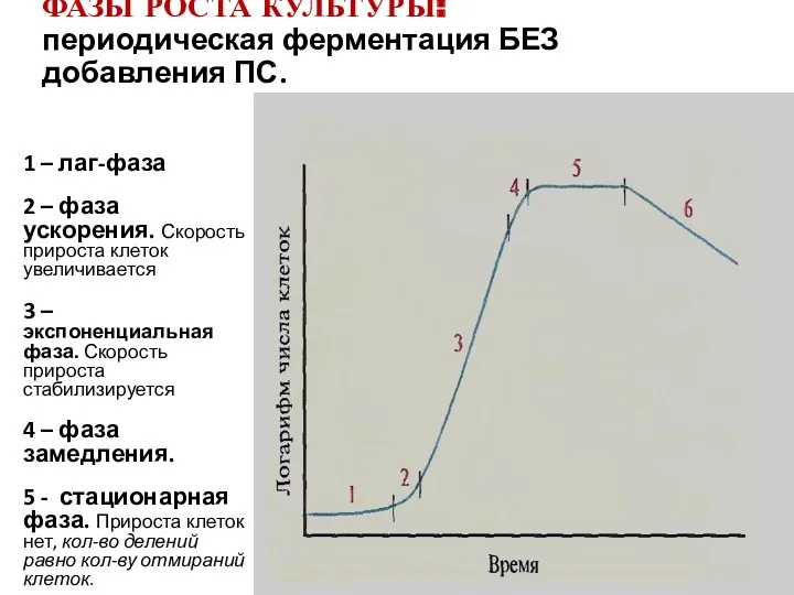 1 – лаг-фаза 2 – фаза ускорения. Скорость прироста клеток увеличивается 3 –