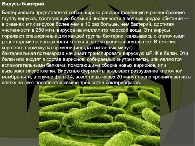 Вирусы бактерий Бактериофаги представляют собой широко распространённую и разнообразную группу