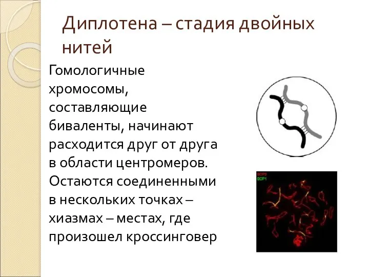 Диплотена – стадия двойных нитей Гомологичные хромосомы, составляющие биваленты, начинают