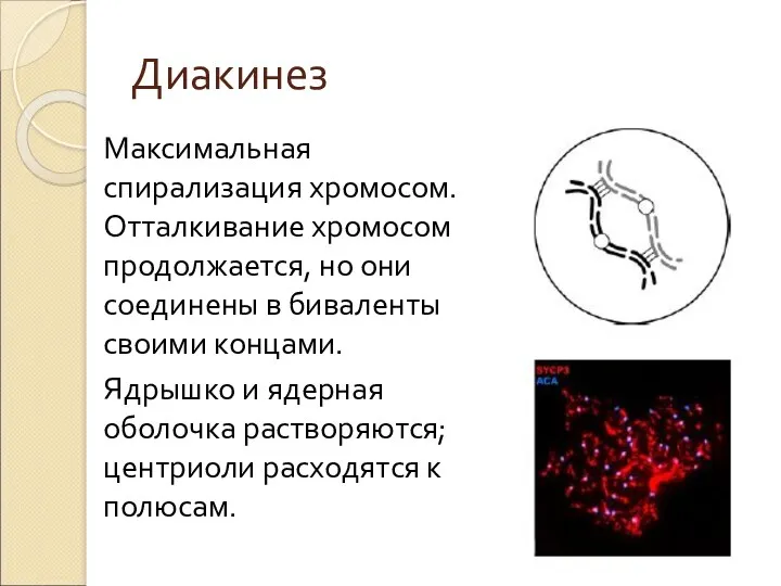 Диакинез Максимальная спирализация хромосом. Отталкивание хромосом продолжается, но они соединены