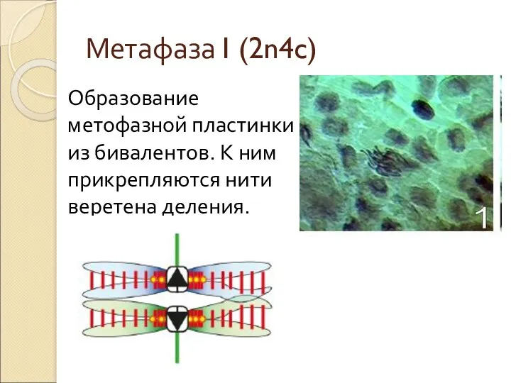 Метафаза I (2n4c) Образование метофазной пластинки из бивалентов. К ним прикрепляются нити веретена деления.