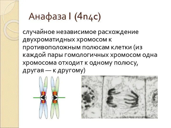 Анафаза I (4n4c) случайное независимое расхождение двухроматидных хромосом к противоположным