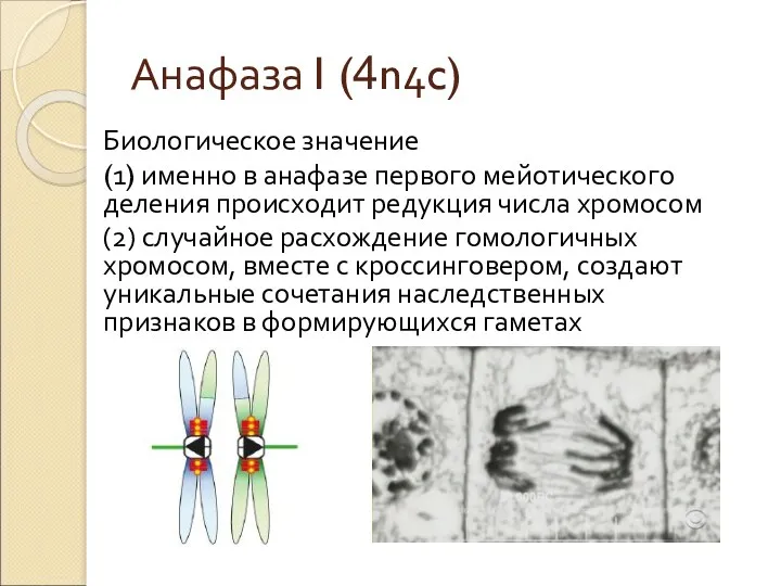 Анафаза I (4n4c) Биологическое значение (1) именно в анафазе первого