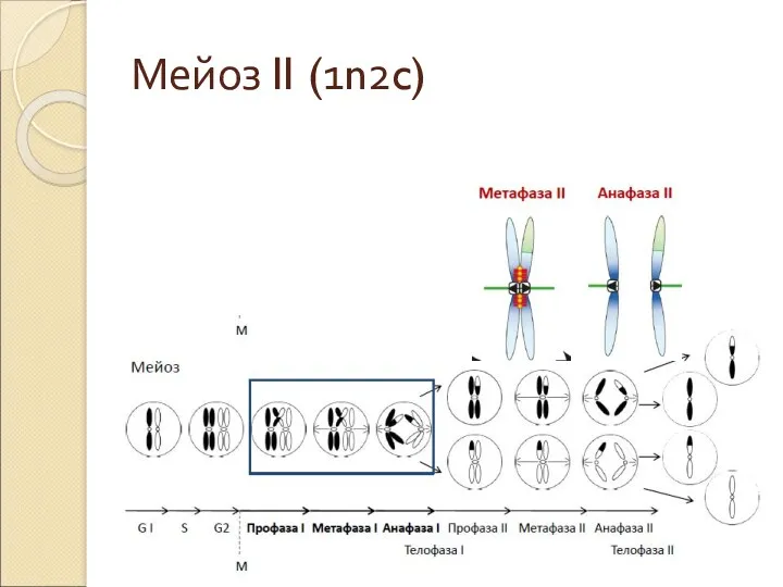 Мейоз II (1n2c)