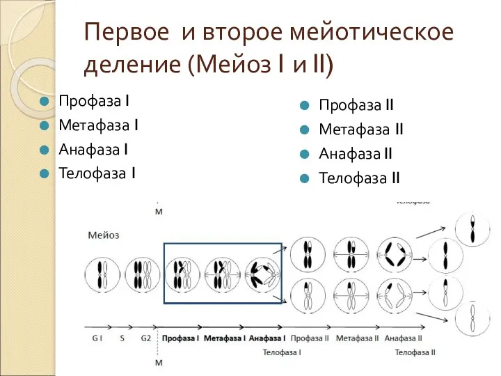 Первое и второе мейотическое деление (Мейоз I и II) Профаза