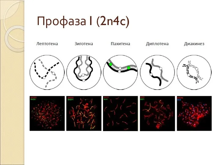 Профаза I (2n4c)