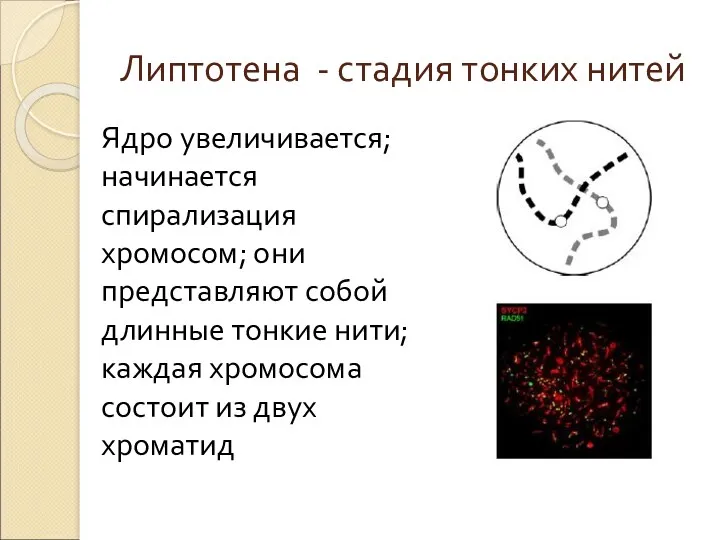 Липтотена - стадия тонких нитей Ядро увеличивается; начинается спирализация хромосом;