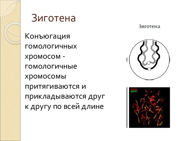 Зиготена Конъюгация гомологичных хромосом - гомологичные хромосомы притягиваются и прикладываются друг к другу по всей длине