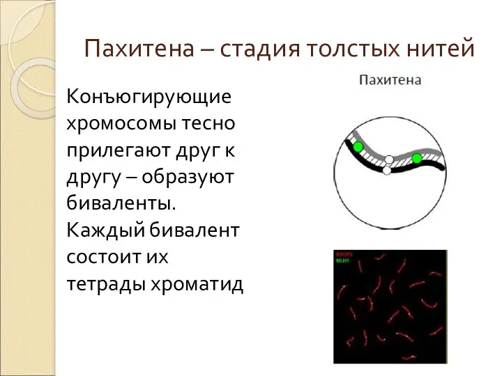 Пахитена – стадия толстых нитей Конъюгирующие хромосомы тесно прилегают друг