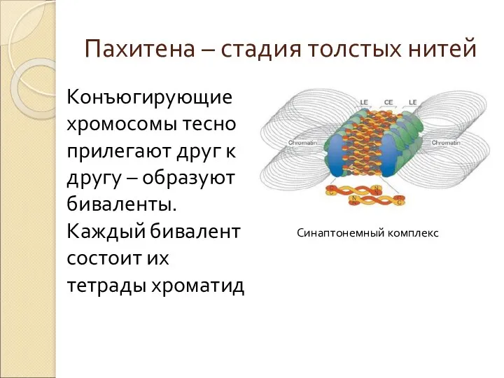 Пахитена – стадия толстых нитей Конъюгирующие хромосомы тесно прилегают друг