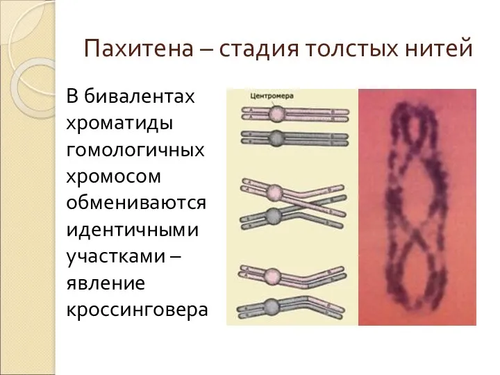 Пахитена – стадия толстых нитей В бивалентах хроматиды гомологичных хромосом обмениваются идентичными участками – явление кроссинговера