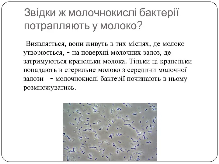 Звідки ж молочнокислі бактерії потрапляють у молоко? Виявляється, вони живуть