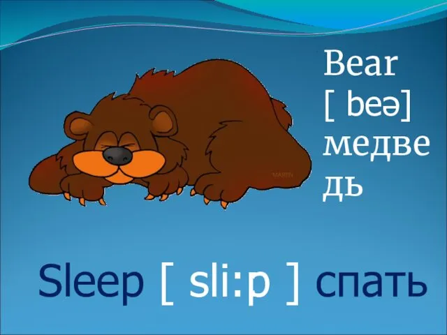 Bear [ beə] медведь Sleep [ sli:ːp ] спать