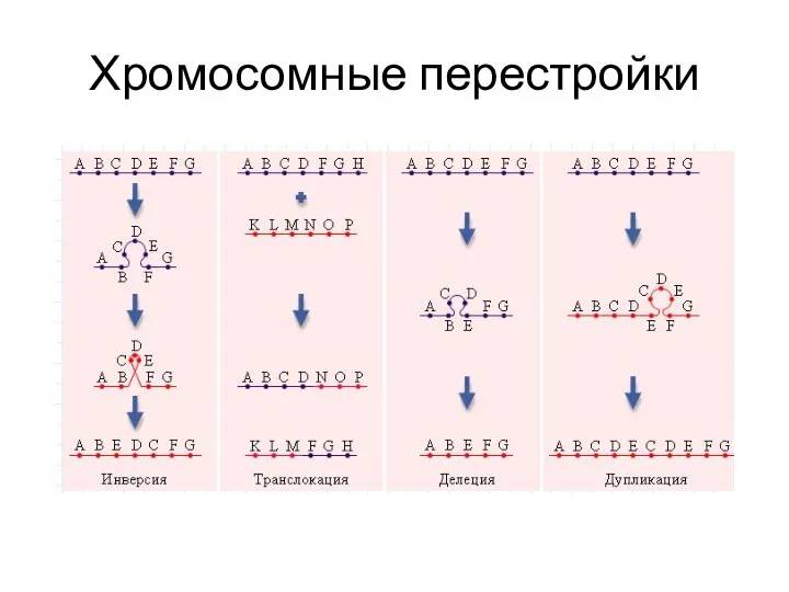 Хромосомные перестройки