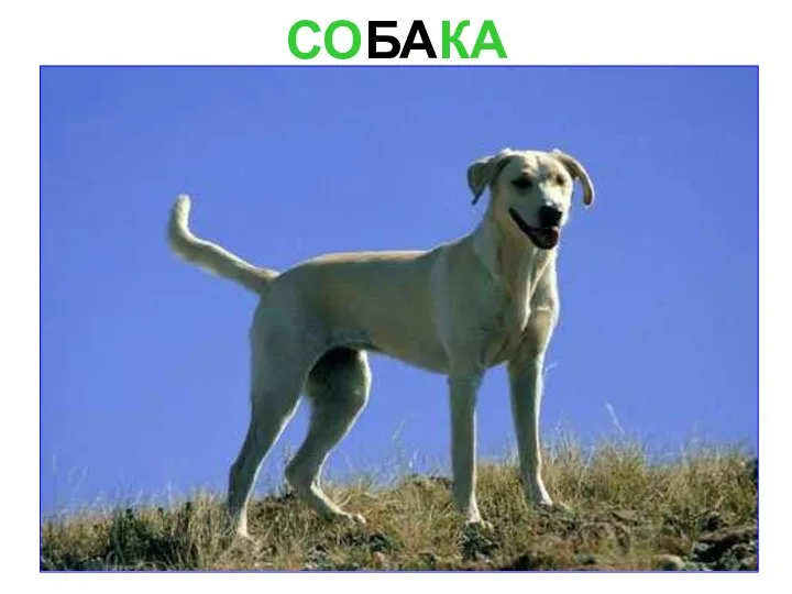 СОБАКА