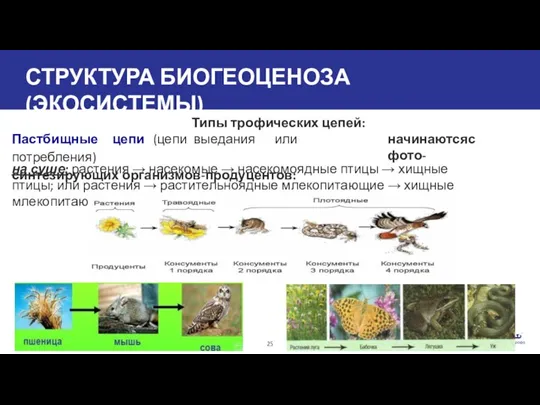 СТРУКТУРА БИОГЕОЦЕНОЗА (ЭКОСИСТЕМЫ) Типы трофических цепей: Пастбищные цепи (цепи выедания