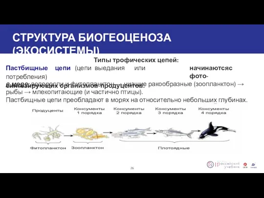 СТРУКТУРА БИОГЕОЦЕНОЗА (ЭКОСИСТЕМЫ) Типы трофических цепей: Пастбищные цепи (цепи выедания