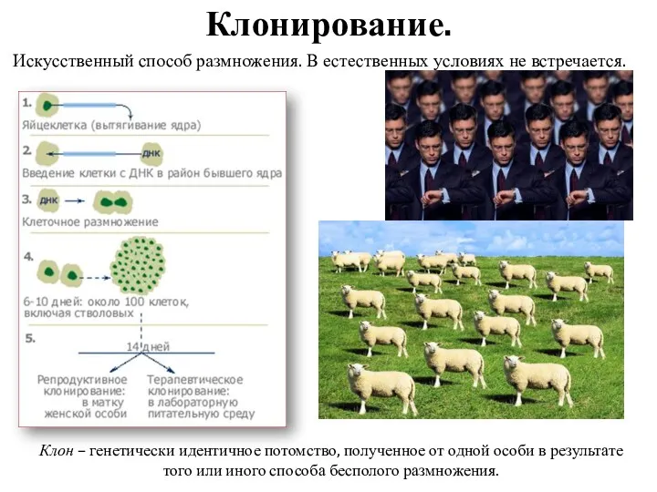 Клонирование. Искусственный способ размножения. В естественных условиях не встречается. Клон