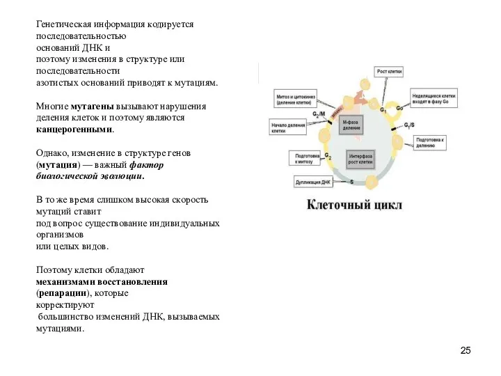 Генетическая информация кодируется последовательностью оснований ДНК и поэтому изменения в