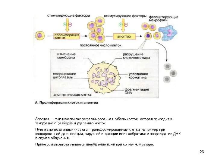 Апоптоз — генетически запрограммированная гибель клеток, которая приводит к "аккуратной"