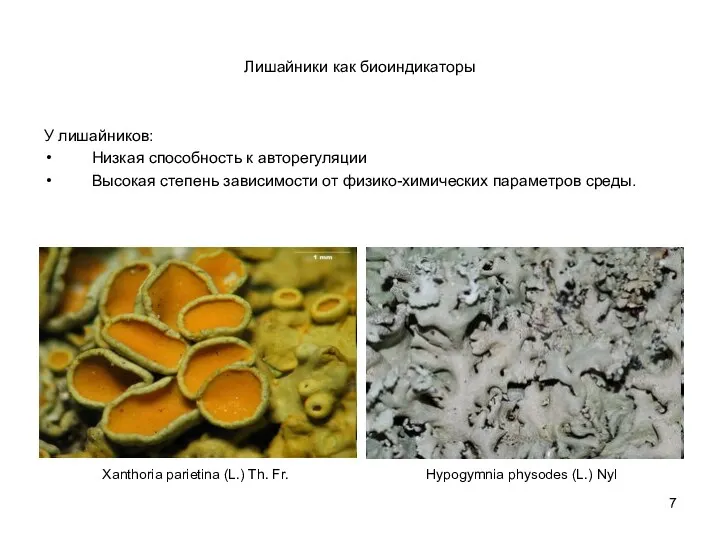 Лишайники как биоиндикаторы У лишайников: Низкая способность к авторегуляции Высокая