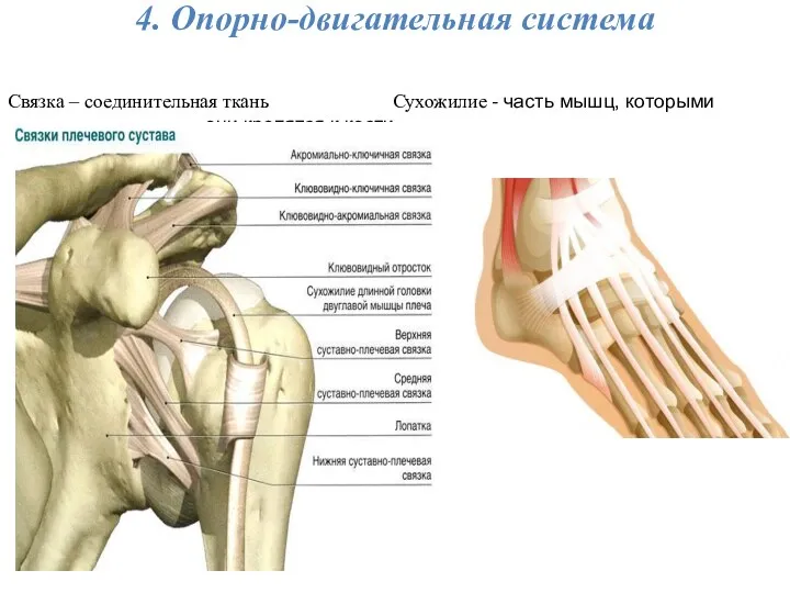 4. Опорно-двигательная система Связка – соединительная ткань Сухожилие - часть мышц, которыми они крепятся к кости