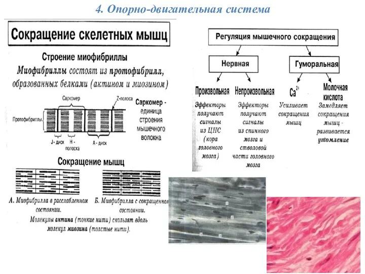 4. Опорно-двигательная система