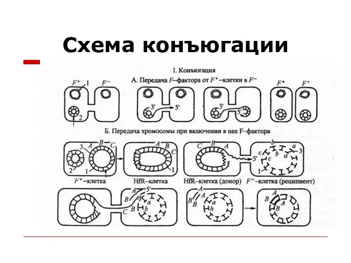 Схема конъюгации