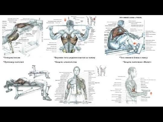 *Гиперэкстензия *Верхняя тяга широким хватом за голову *Тяга нижнего блока
