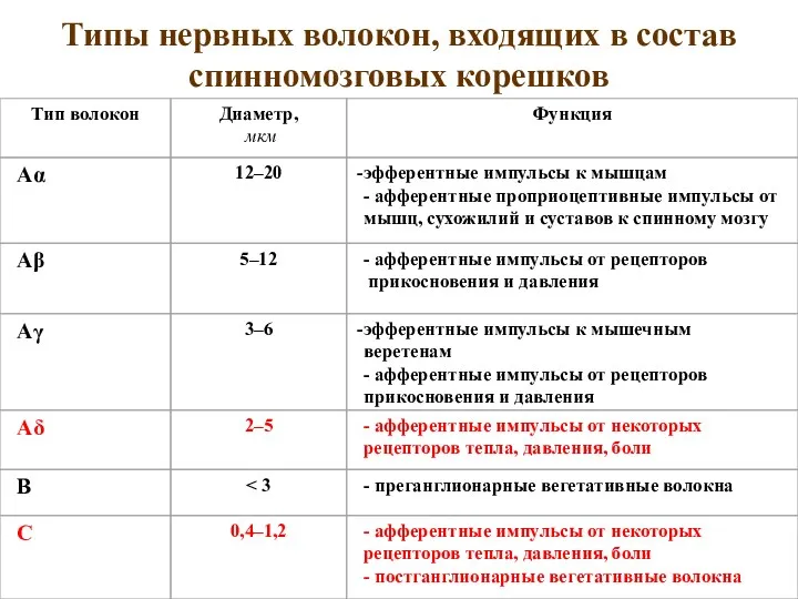 Типы нервных волокон, входящих в состав спинномозговых корешков