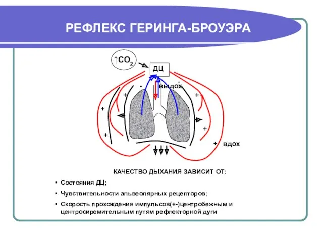 РЕФЛЕКС ГЕРИНГА-БРОУЭРА КАЧЕСТВО ДЫХАНИЯ ЗАВИСИТ ОТ: Состояния ДЦ; Чувствительности альвеолярных