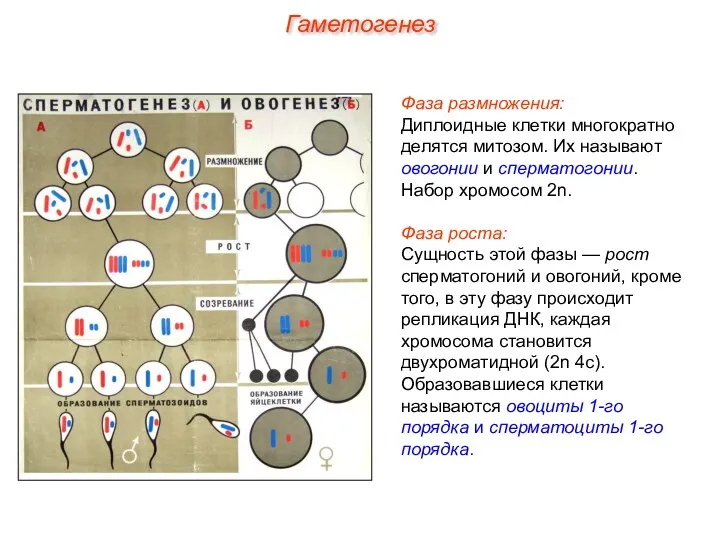 Фаза размножения: Диплоидные клетки многократно делятся митозом. Их называют овогонии