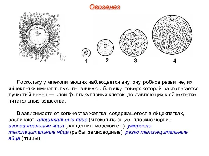 Поскольку у млекопитающих наблюдается внутриутробное развитие, их яйцеклетки имеют только