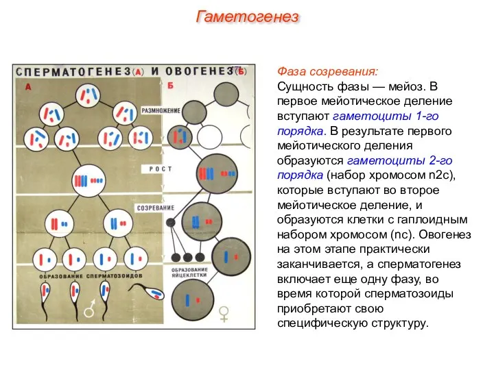 Фаза созревания: Сущность фазы — мейоз. В первое мейотическое деление