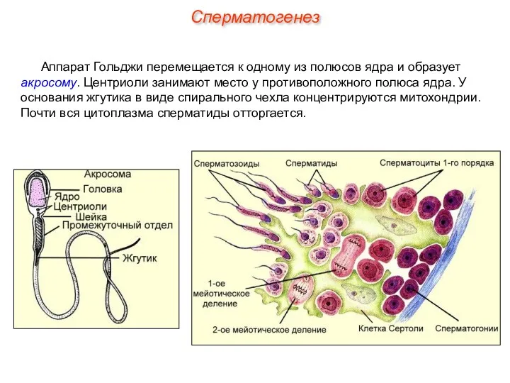 Аппарат Гольджи перемещается к одному из полюсов ядра и образует