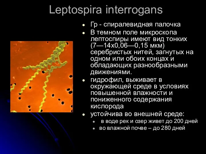 Leptospira interrogans Гр - спиралевидная палочка В темном поле микроскопа