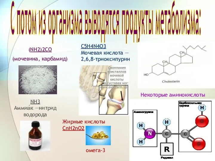 С потом из организма выводятся продукты метаболизма: (NH2)2CO (мочевина, карбамид)