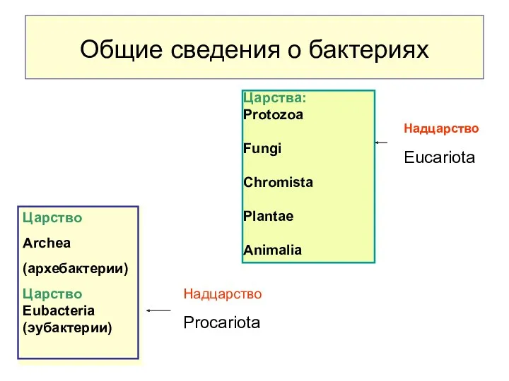 Общие сведения о бактериях ) Царство Archea (архебактерии) Царство Eubacteria