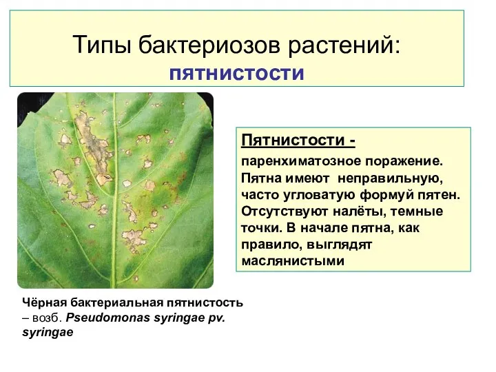 Типы бактериозов растений: пятнистости Пятнистости - паренхиматозное поражение. Пятна имеют